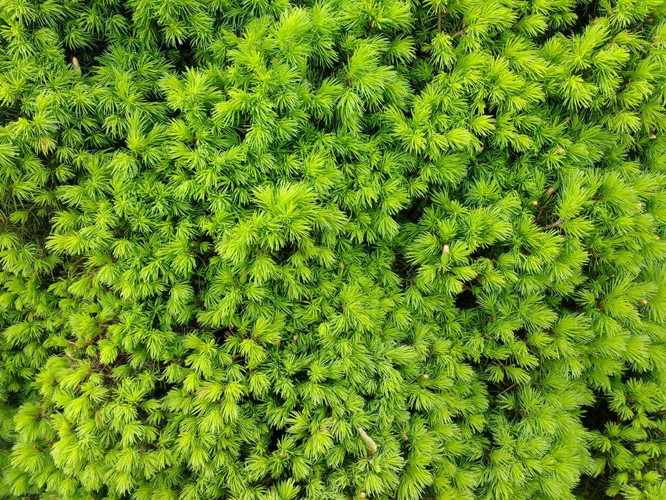 Needles Conifer Close Up