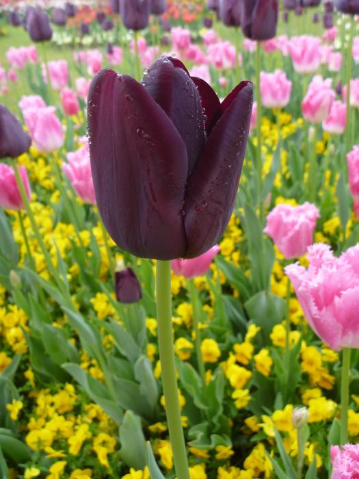 Purple tulip among the colored flowers