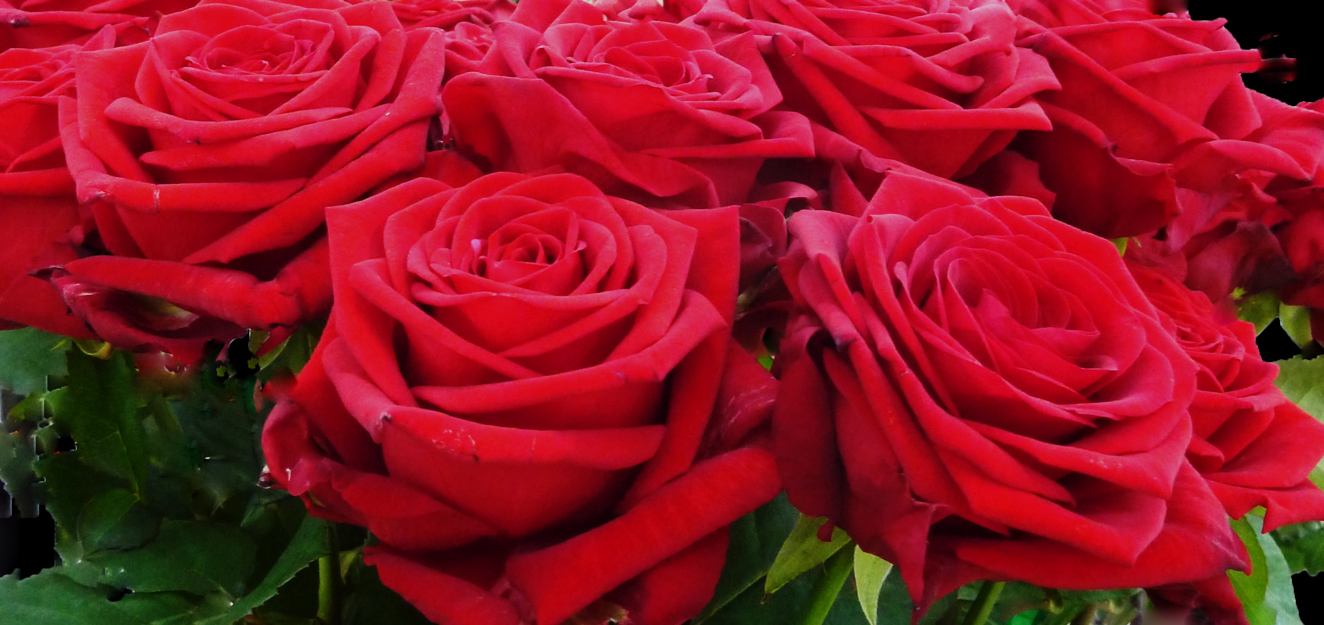 Roses Red Rose free image download