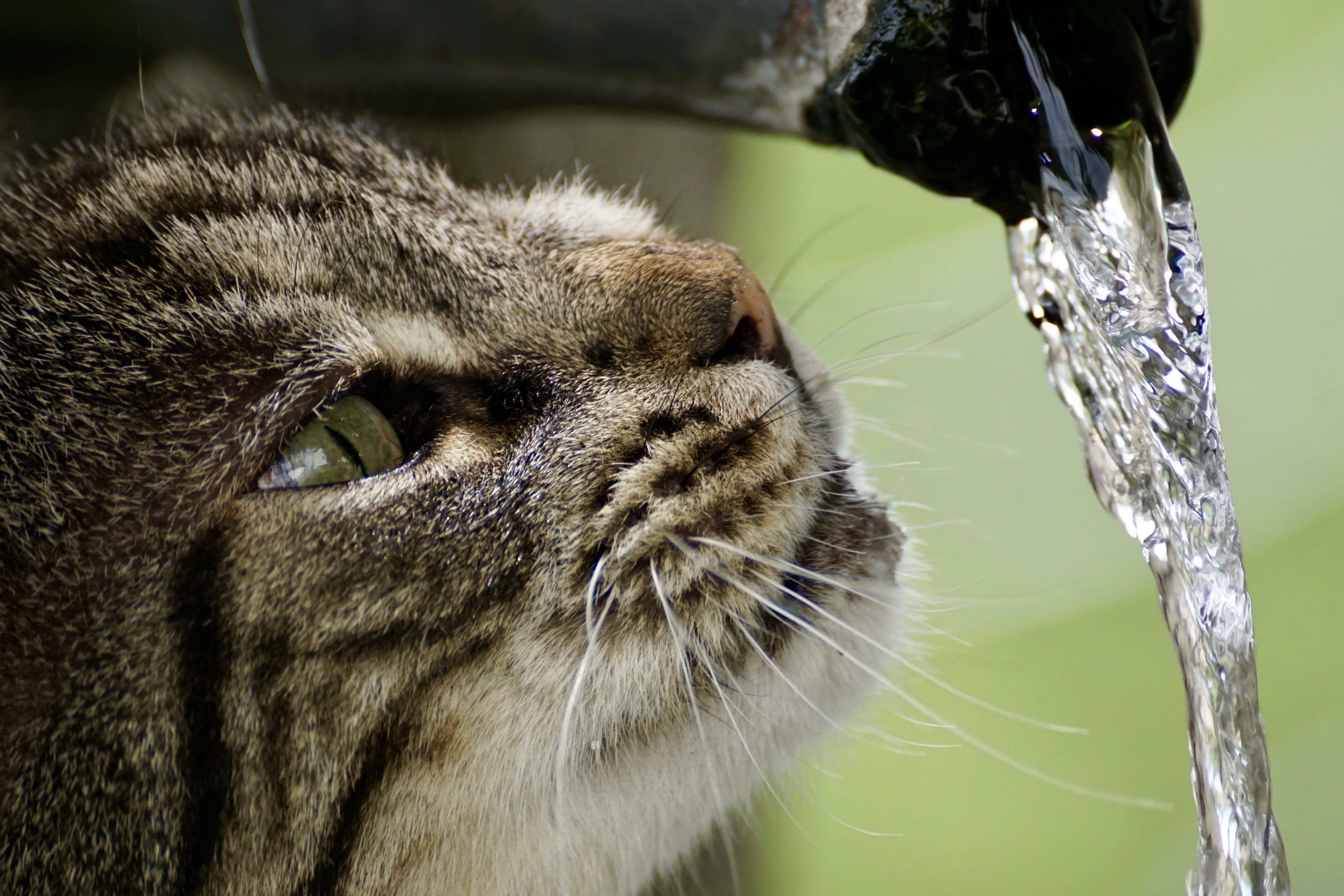Кошка постоянно пьет. Кот пьет воду. Кошка в воде. Животные пьют воду. Кошка лакает воду.