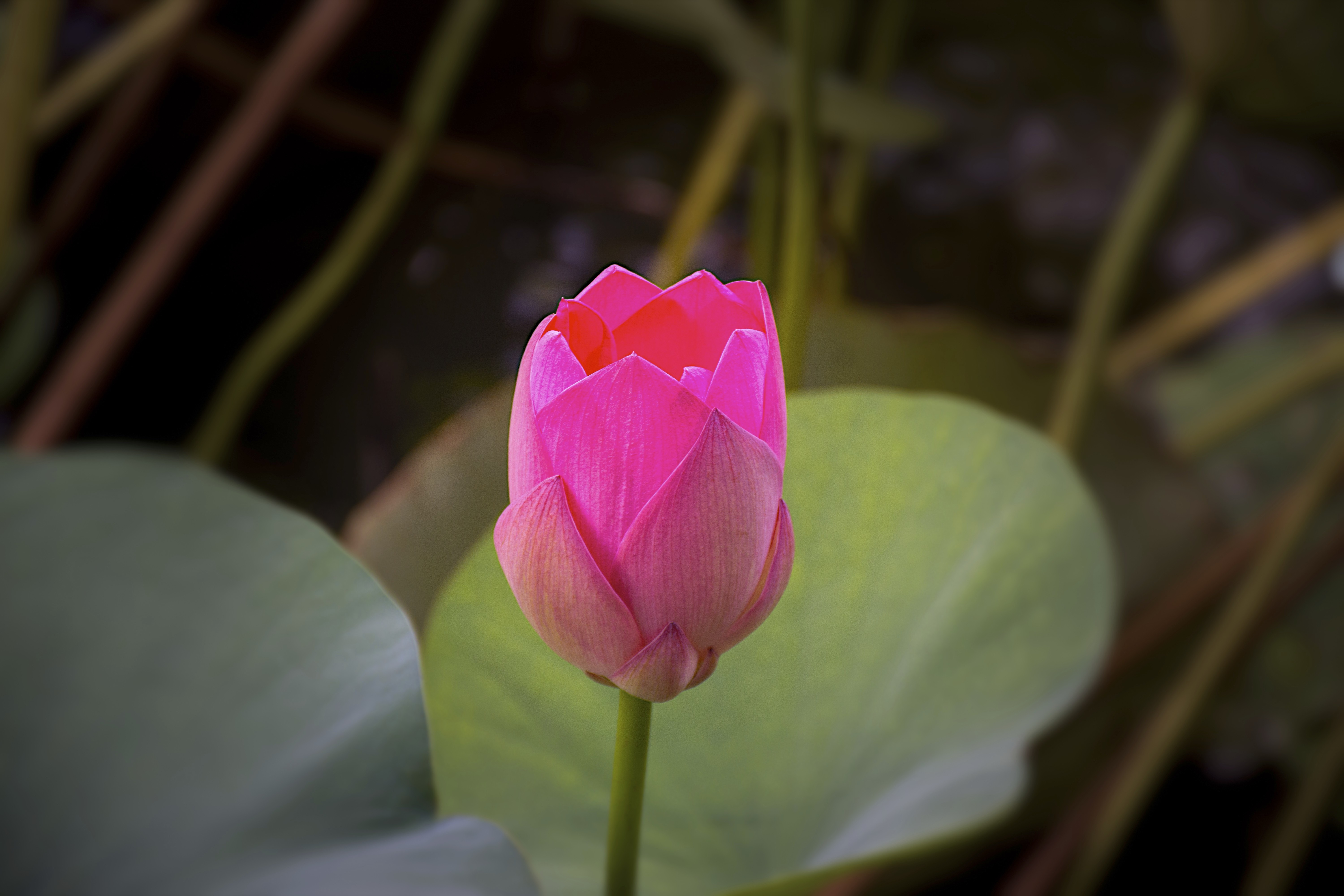 water-hyacinth-flower-free-image-download