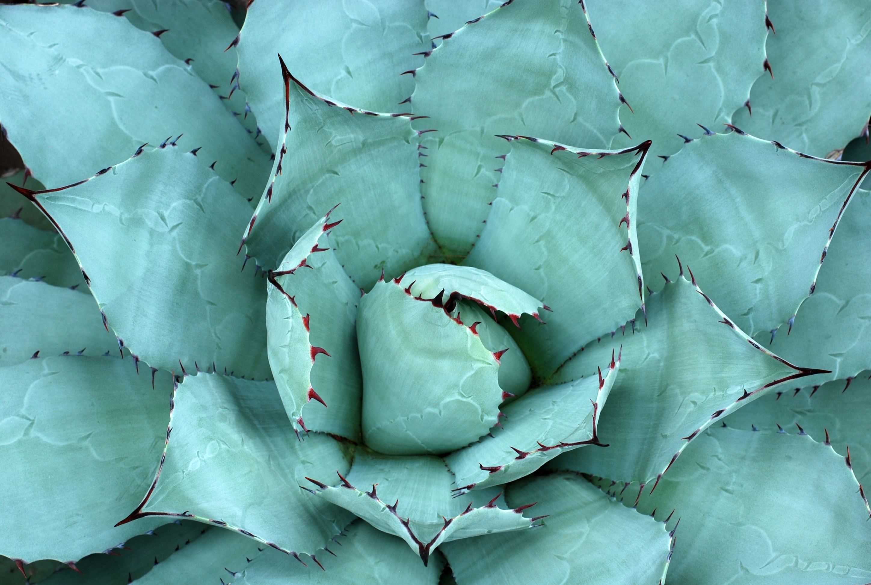 plants-nature-leaves-free-image-download