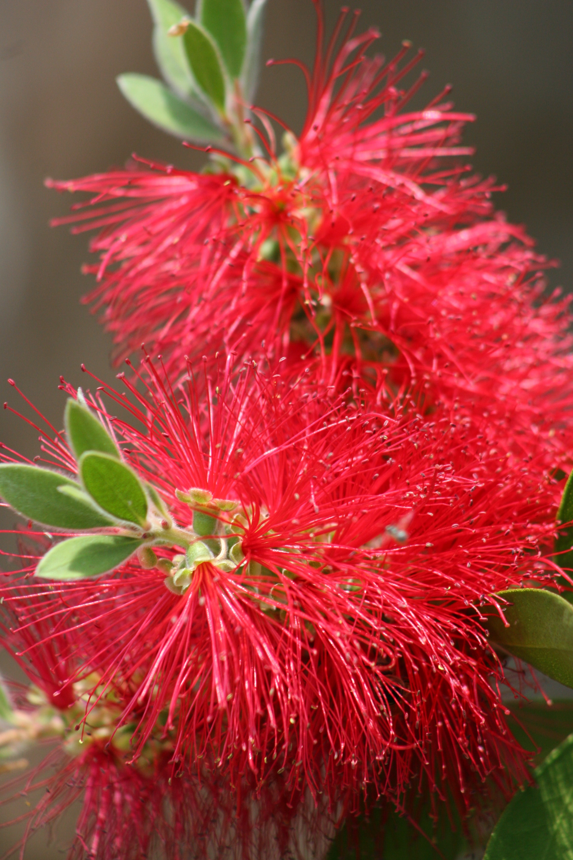 Bottle Brush Plant free image download