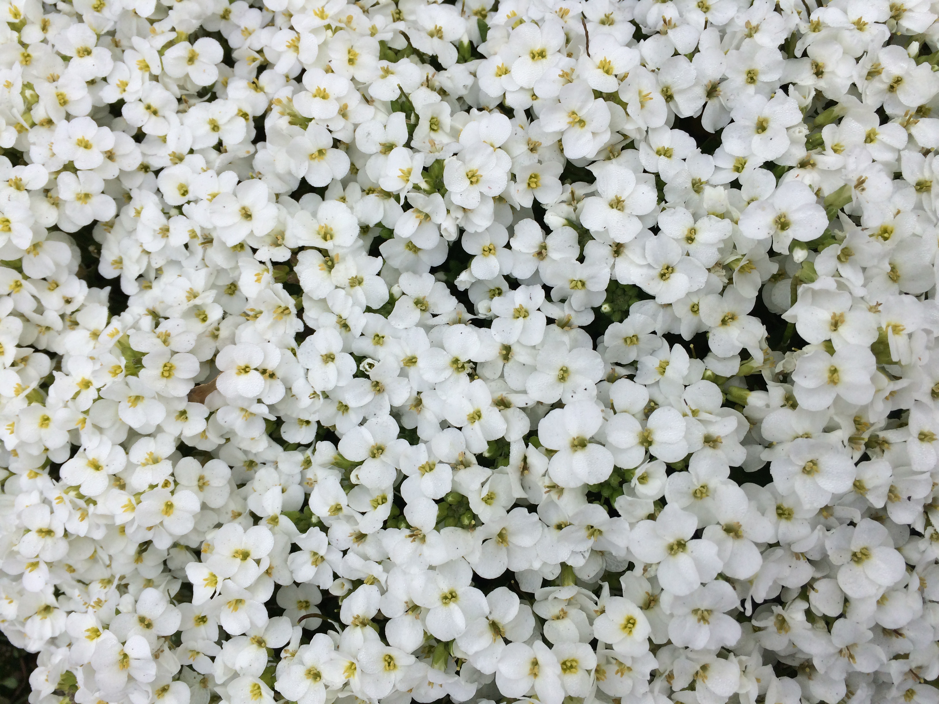 Белые цветочки картинки