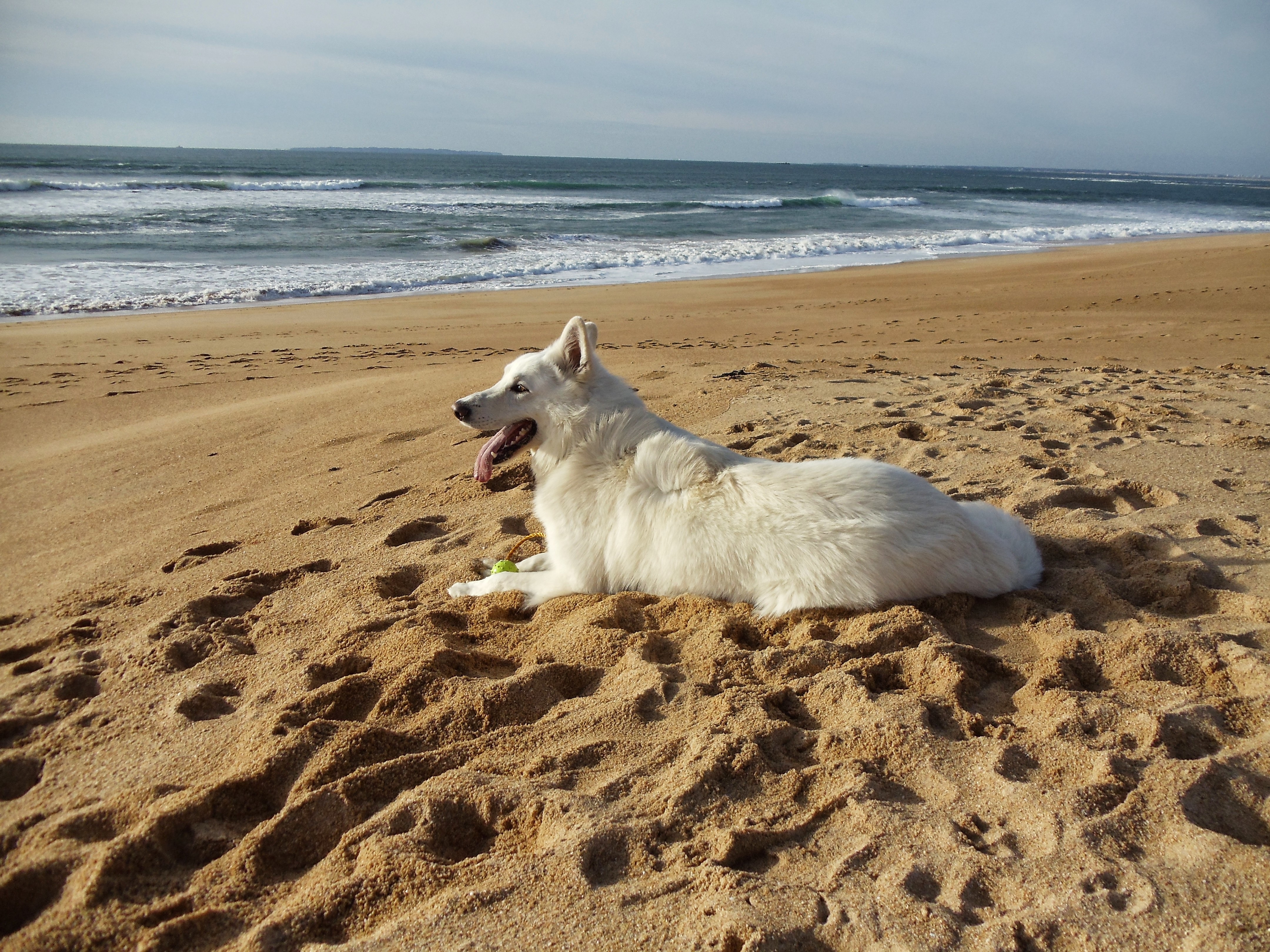 Песчаная собака