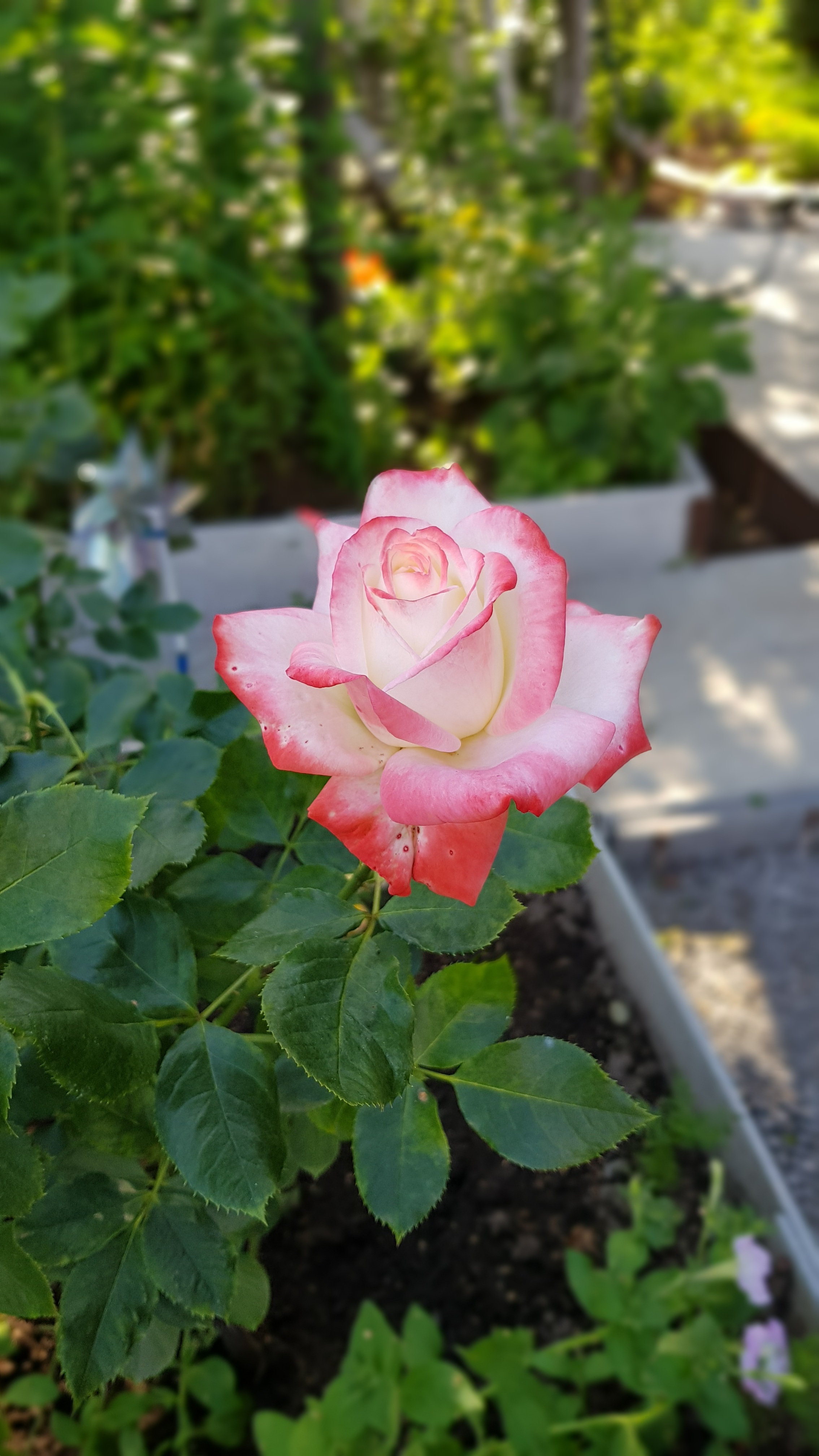 Pink And White Rose Flower Blooming Free Image Download