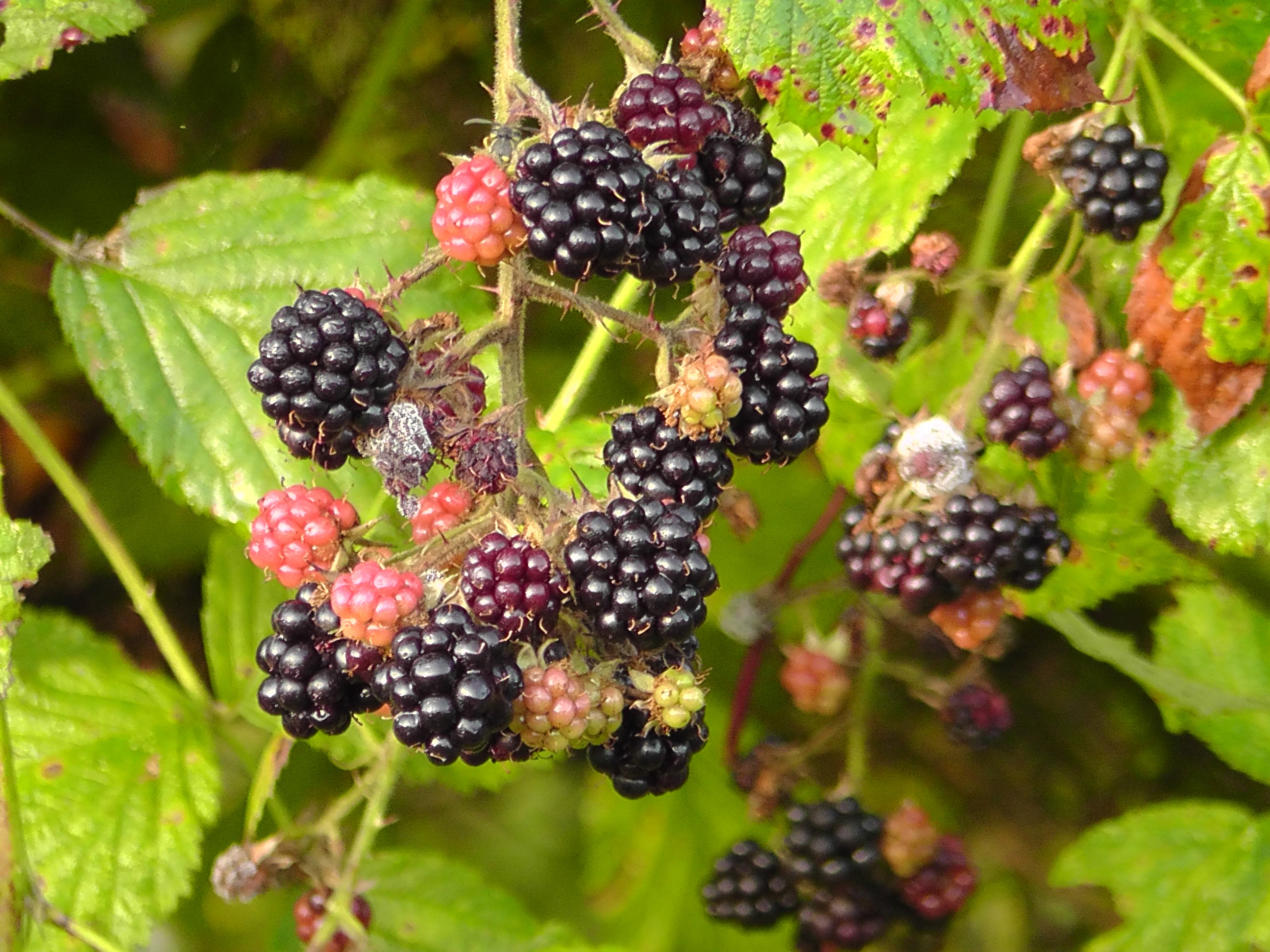 Blackberries Bush Nature free image download