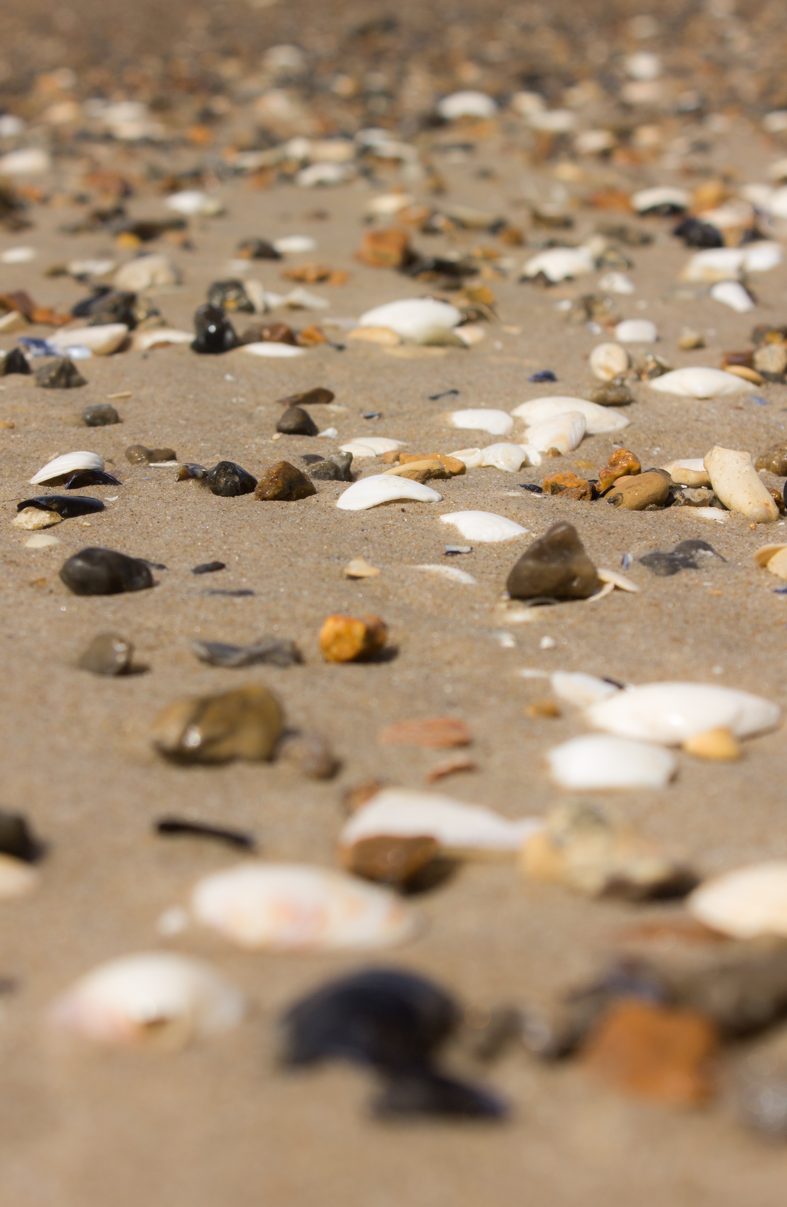 Mussels Sand North Sea free image download