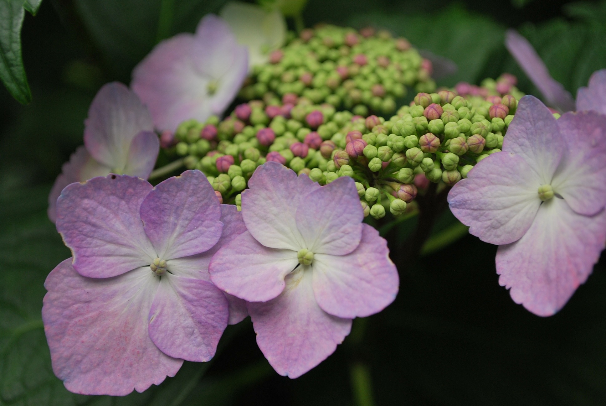 Flower Powder Purple free image download