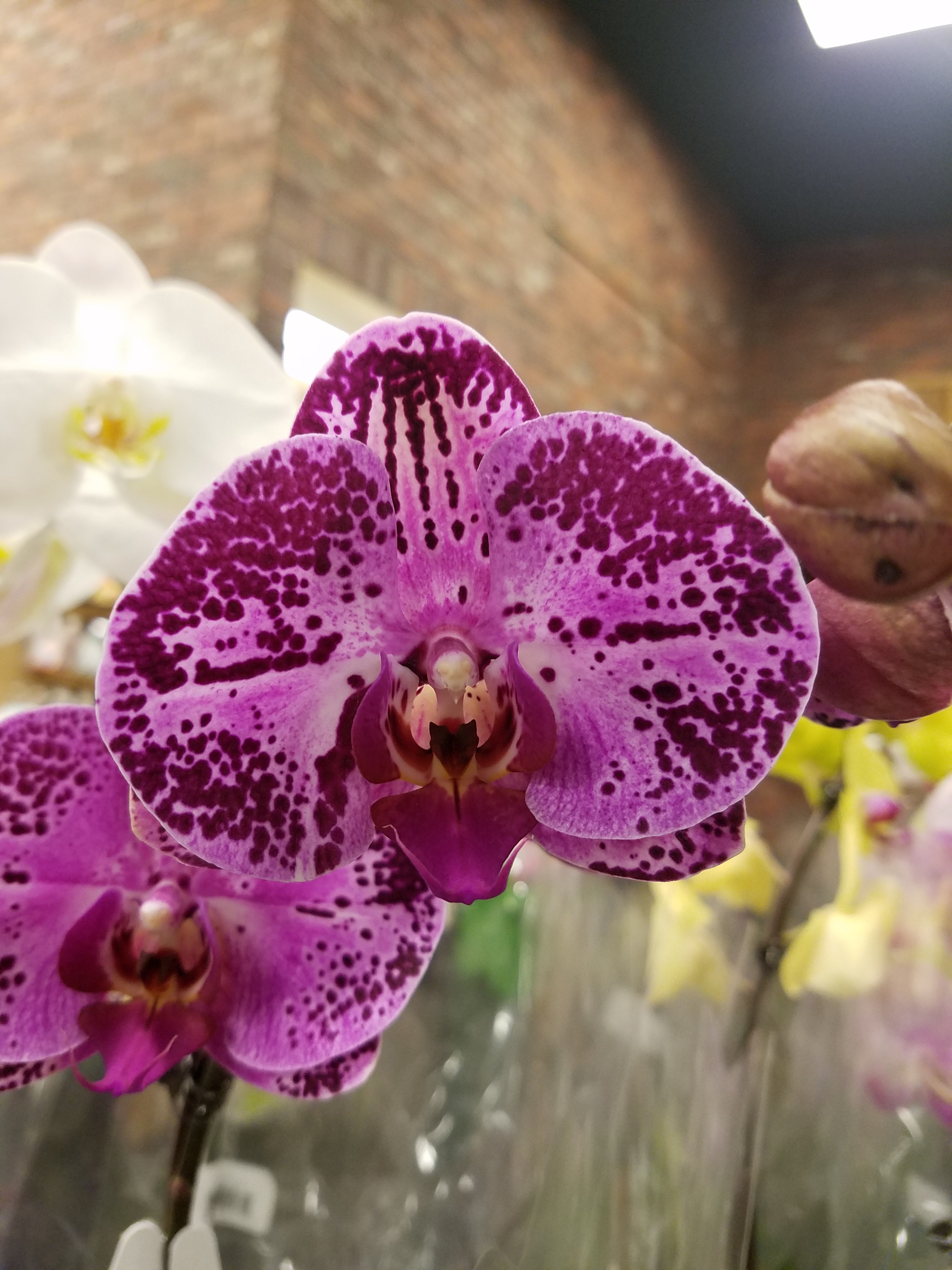 фото орхидеи зимняя вишня
