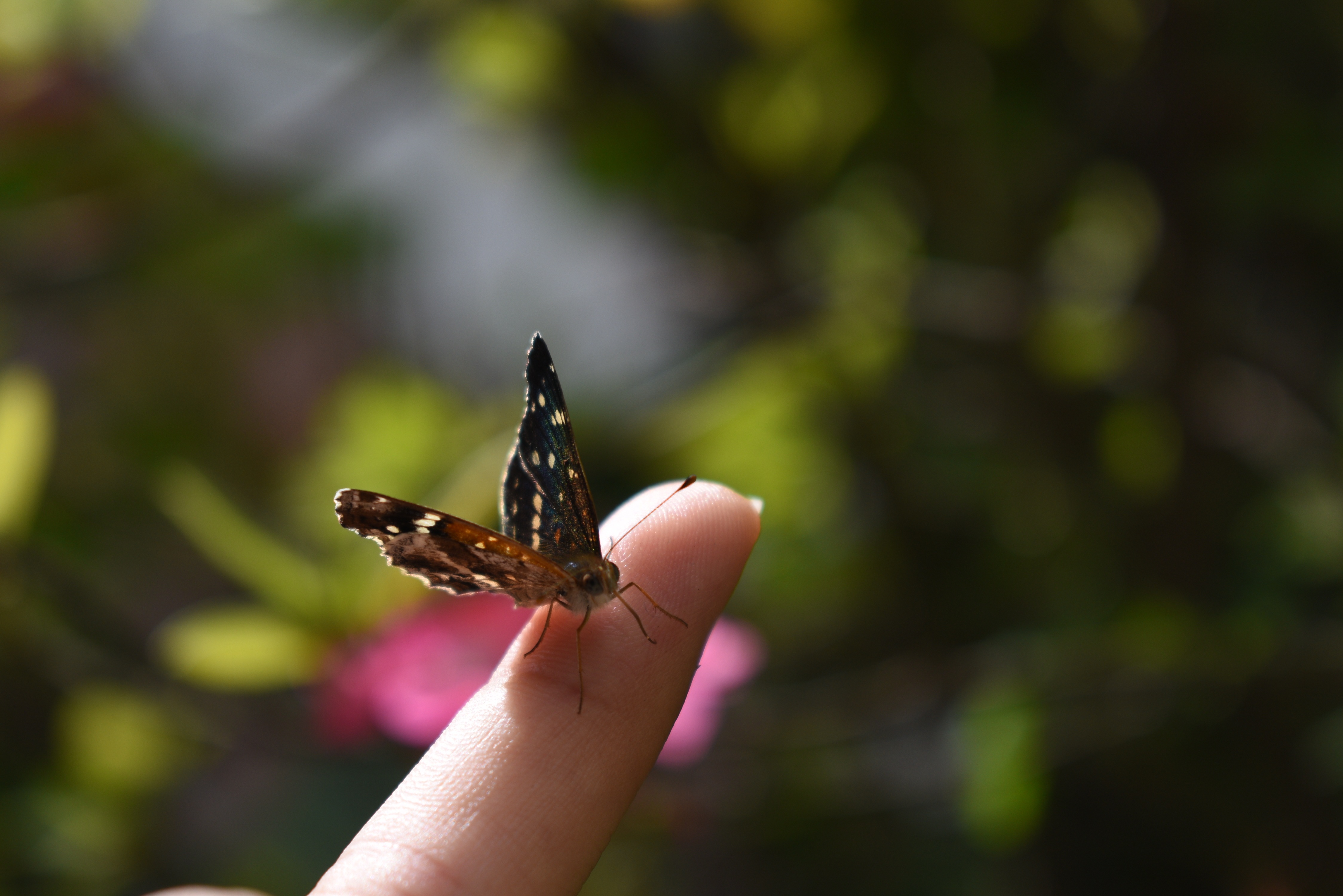 Butterfly Insect on Finger free image download