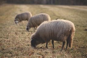Sheep Animals on field