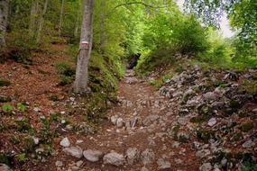 stone trail in the wilderness