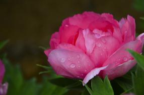 Pink peony with dewdrops