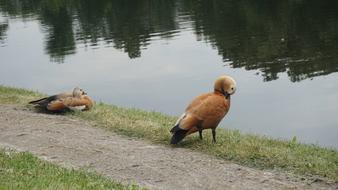 Duck Animals Bird