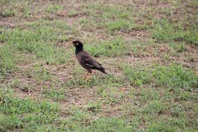 Myna Bird on Ground