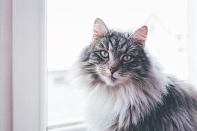 Beautiful and cute, white and gray, fluffy cat near the window