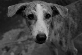 Black and white portrait of the cute and beautiful dog