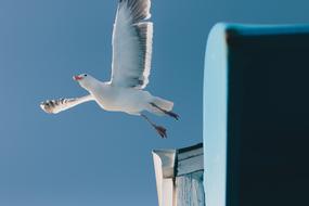 Seagull Bird Animal