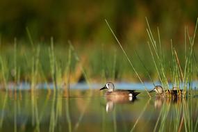 Swan Beak Bird blur