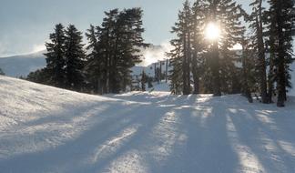 Snow Winter sun forest