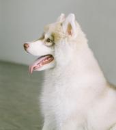 white husky Dog Puppy Animal