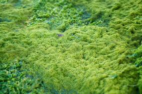 landscape of Green Moss Texture