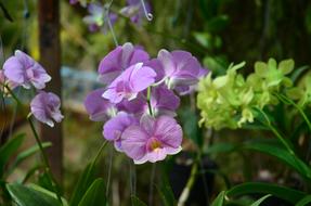 fragrant wild orchid