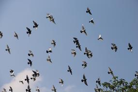 photo of Birds flying on Blue sky