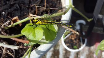 Dragonfly Insect on leaf