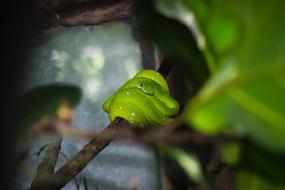 green snake on a tree branch