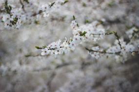 Spring blooms on a tree