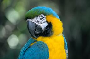 Bird Beak colorful Feathers