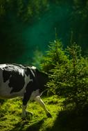 Cow Animal Herbivore nature