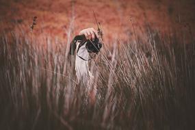 person Hand Camera grass
