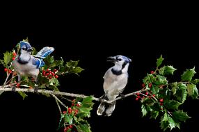 Bird Beak on branch