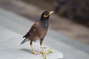 Acridotheres Tristis, Common Myna, close up, blur background