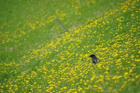 black crow on a blooming dandelion field