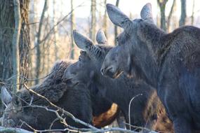 wild Moose Biebrza Mammal