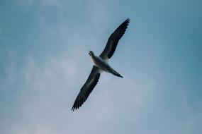 Beautiful bird flying under the blue sky with white clouds