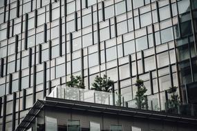 Beautiful, green plants on the shiny building, with the windows
