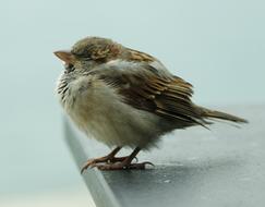 sparrow Bird Beak Feather