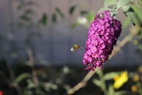 Buddlejaa Davidii Flower Bee