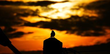 Animal Bird Pet at sunset