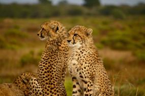 Colorful and beautiful cheetahs among the plants