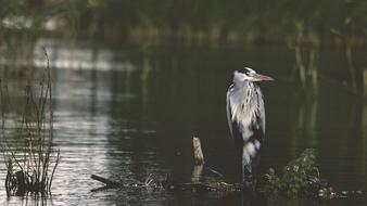 Bird Beak Feather