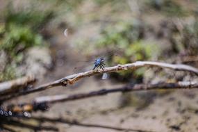 Insect on branch