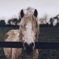 Animal Horse Fence