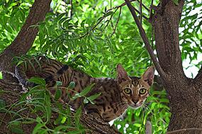 Cat Animal Pet on tree