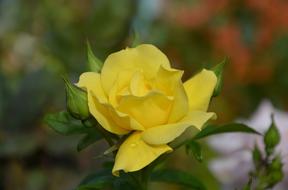 yellow rosebud in the garden